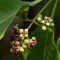 Sandalwood Flower