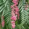 Schinus Molle