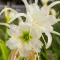 Sea Daffodil