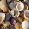 Sea Shells