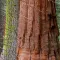 Sequoia