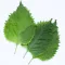 Shiso