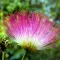 Silk Tree Blossom
