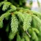 Spruce