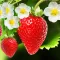 Strawberry Flower