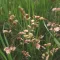 Sweet Grass