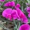 Sweet Pea