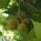Sycamore