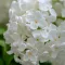Syringa