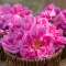 Taif Rose