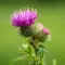 Thistle