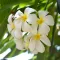 Tiare Flower