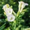 Tobacco Blossom