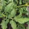 Tomato Leaf