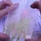 Transparent Woods