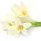 Tuberose