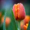 Tulip