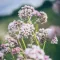 Valerian