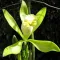 Vanilla Bahiana
