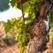 Vine
