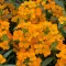 Wallflower