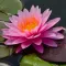 Water Flowers