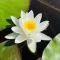 Water Lily