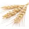 Wheat