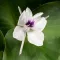 White Ginger Lily