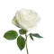 White Rose