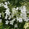 White Tobacco