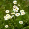 Wildflowers