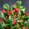 Wintergreen