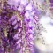 Wisteria