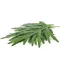 Wormwood