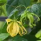 Ylang-Ylang