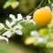 Yuzu Flower